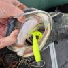 Nevis - Twister Shad 11cm 3db/cs (Orange Back)