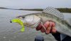 Nevis - Impulse Shad 10cm 4db/cs (Lemonade)