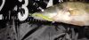 Reiva - Zander Power Shad 10cm 4db/cs (Salt and Pepper)